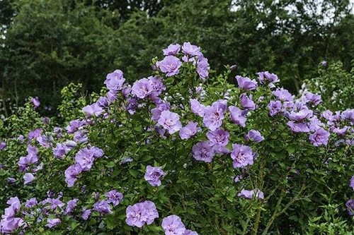 Hollyhock tree shrubs hibiscus - tree,