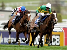 SYNCHRONISED TONY AP MCCOY