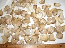 Cretaceous Squalicorax serrated fossil Crow Shark 10 large teeth Grade B 75 myrs