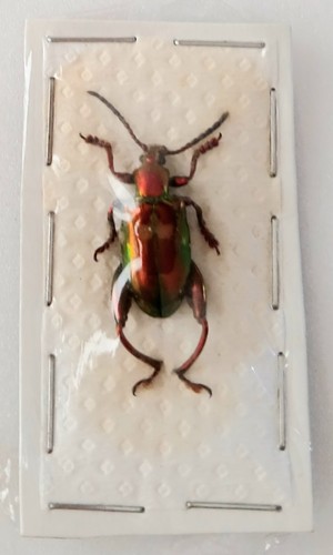 Sagra laticollis red - sagra,