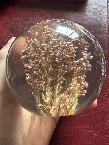Hippocampus embedments heather - hippocampus,