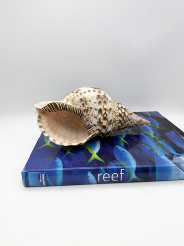 Triton trumpet sea snali - triton, conch