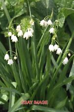 PHOTO  LEUCOJUM AESTIVUM