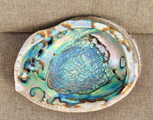 Large new zealand paua abalone - zealand,