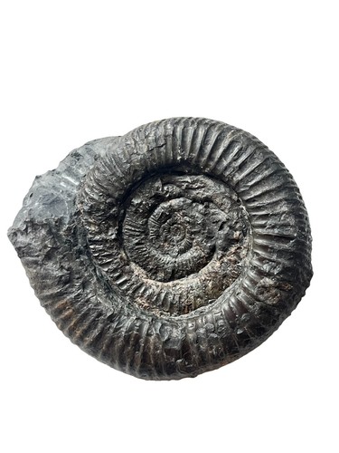 Dactylioceras jurassic - dactylioceras,