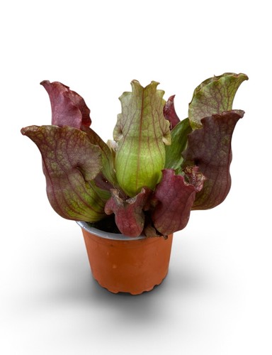 Sarracenia pitcher plant - |,
