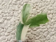 Rare Variegated Schlumbergera Christmas Cactus  rooted plant X1???