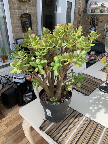 Giant lucky money jade plant - lucky,