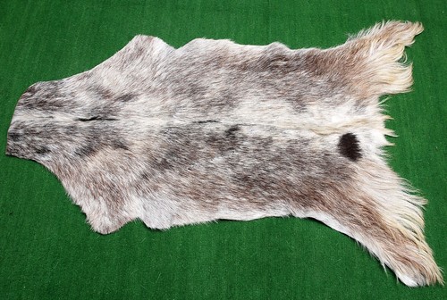 Goat western taxidermy - goat,