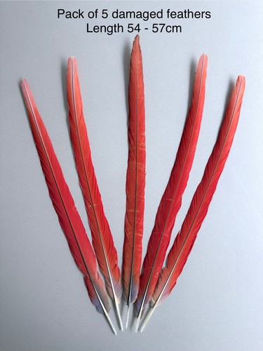 Parrot macaw feather crafts - parrot,