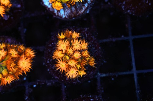 Firecracker goniopora coral - firecracker,