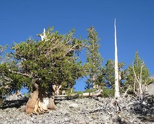 Pinus longaeva GREAT BASIN