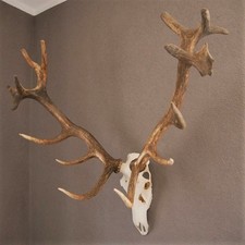 16 Ender Red Deer Stag Antler