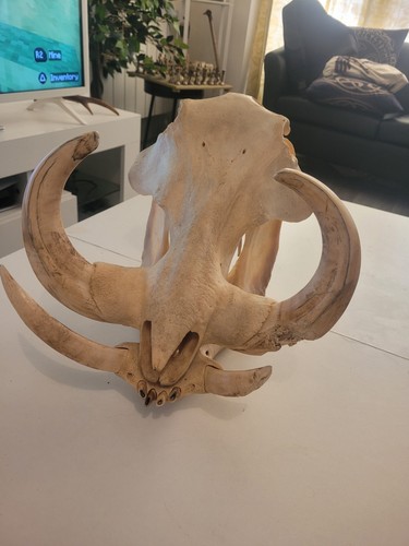 Large taxidermy african - large,