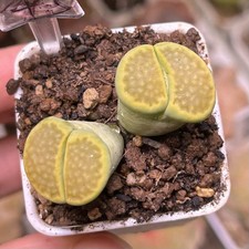 Exact Plant, 2 Heads Lithops