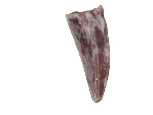 Triassic coelophysis dinosaur - triassic,
