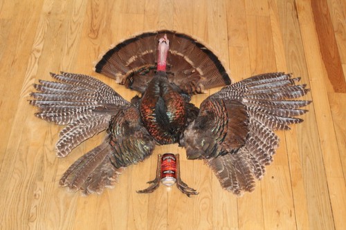 Turkey mount taxidermy tom - mount,