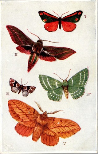 British butterflies and moths - butterflies,