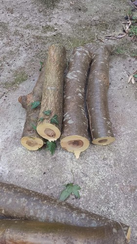 Laburnum wood carving - wood, blank
