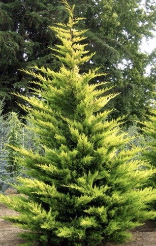 Golden leylandii evergreen - leylandii,