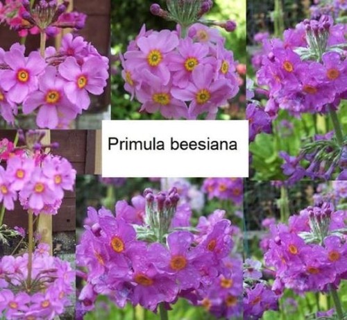 Plants primula beesiana - primula,