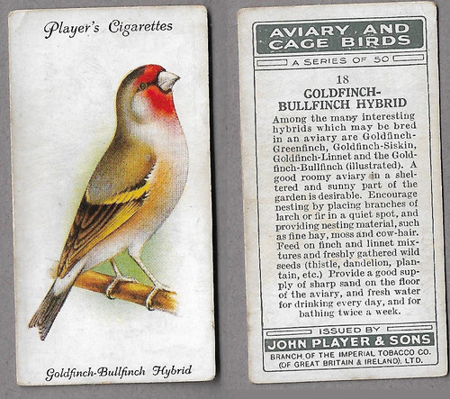 Goldfinch bullfinch aviary - bullfinch, 18