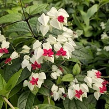 Rare Bleeding Heart Vine