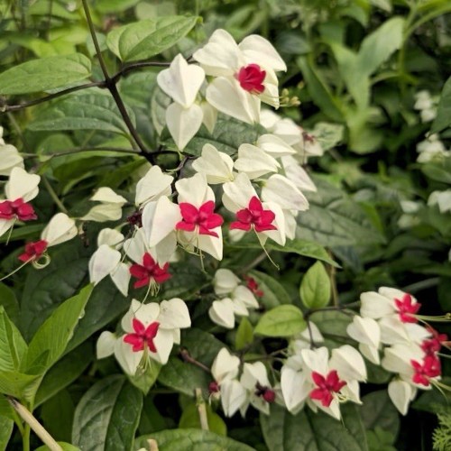 Rare bleeding heart vine - rare,