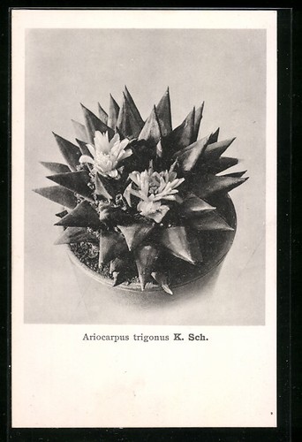 Cactus ariocarpus trigonus - cactus,