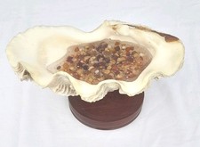 SOAP DISH CLAM SHELL