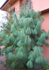 Conifer Pinus wallichiana /