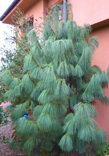 Conifer pinus wallichiana - conifer, /