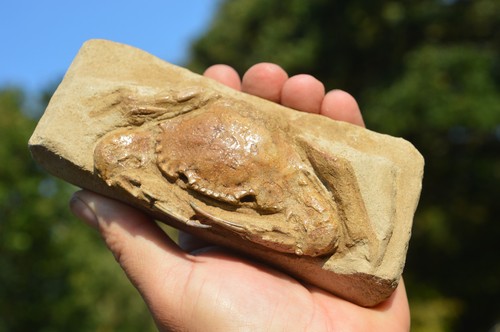 Amazing rare charybdis - rare,