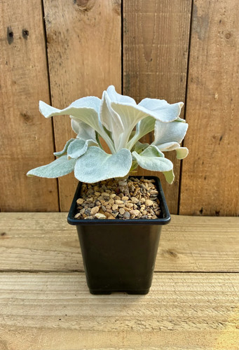 Angel wings plant - wings,