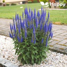 SPIKED SPEEDWELL - Veronica