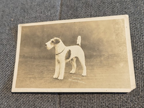 Wire fox terrier dog postcard - fox,