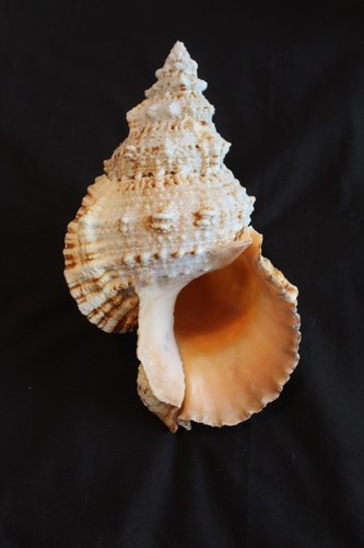Giant frog seashell - frog',