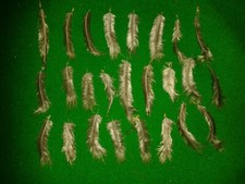 LADY AMHERST PHEASANT