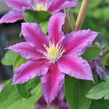 T&M Clematis Red Pearl Old