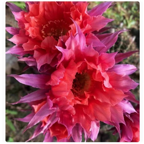 Cactus succulent plant - cactus,