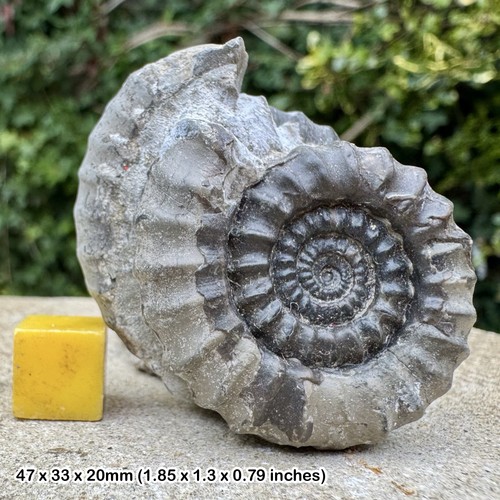 Fossil ammonite gagaticeras - ammonite,