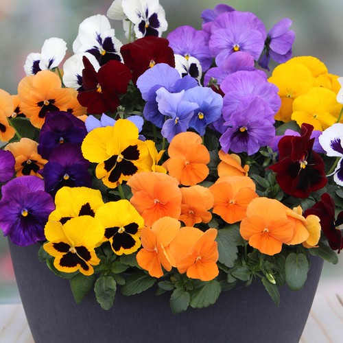 Pansy colourburst 60 x - pansy,