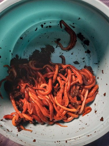 Composting worms red - 🐛,