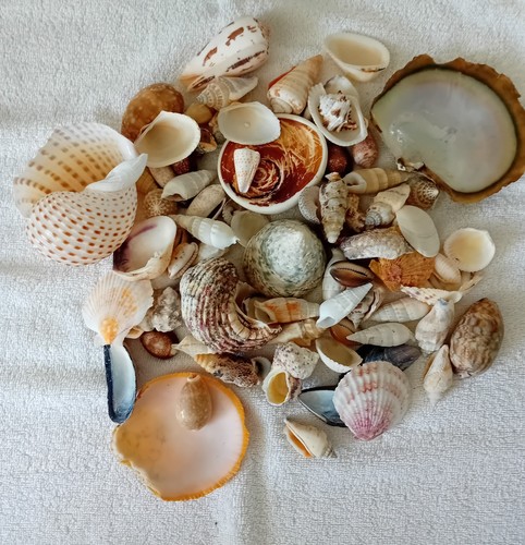 Kilo variety sea - 1,