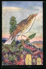 AK Drozd zpenvny evropsky