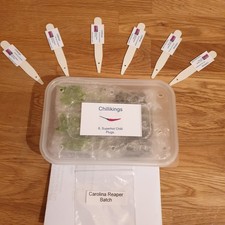 6x Carolina Reaper Chilli Plug