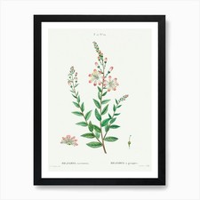 Tarflower, Pierre Joseph