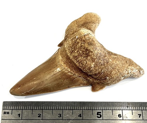 Emormous fossil shark tooth - fossil,