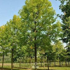 Green ash 10 PCS fresh seeds