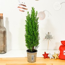 Live Mini Christmas Tree
